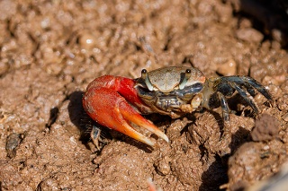 20260517 4361.Fiddler Crab.eating