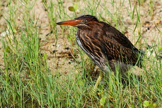 20260517 4395.Lava Heron Juvenile