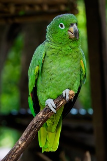 20260508 1251.Mealy Amazon