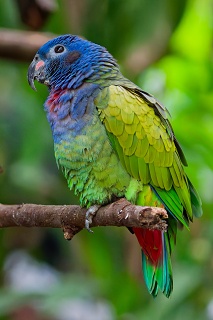 20260508 1256.blue-headed Parrot