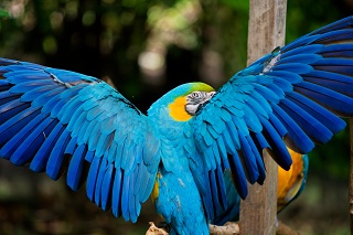 20260508 1263.Blue-and-Yellow Macaw