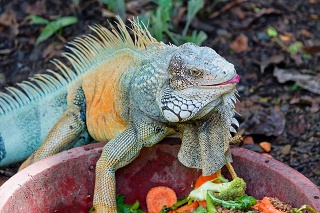 20260508 1284.Green Iguana