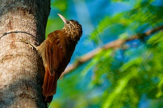 20260509 1403.Streak-headed Woodcreeper