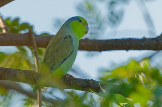 20260509 1614.Pacific Parrotlet