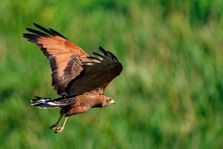 20260509 1661.Savannah Hawk
