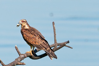 20260509 1977.Snail Kite