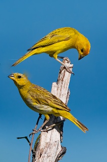 20260509 2088.Saffron Finch.pair