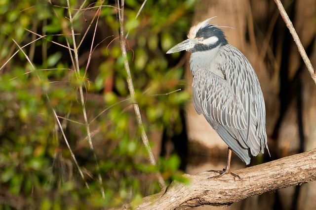20260107 6624.Yellow-crowned Night Heron