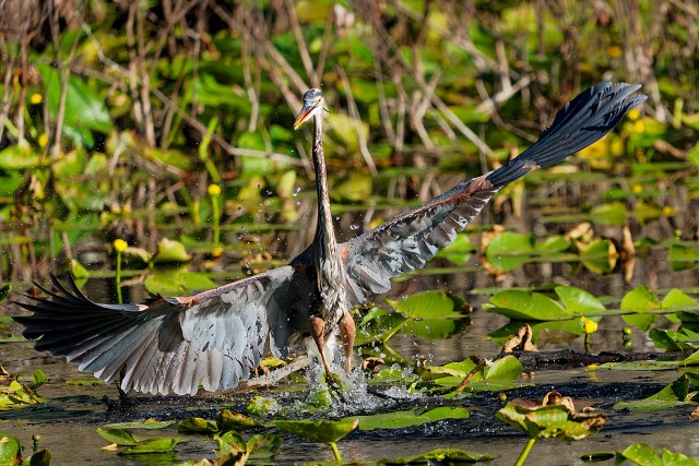 20260107 6742.Great Blue Heron