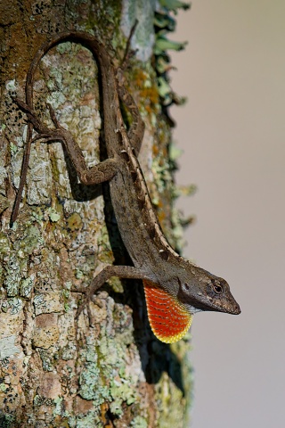 20260107 6874.Brown Aniole