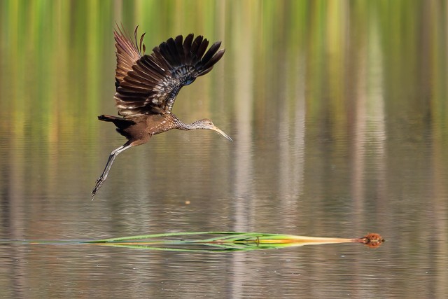 20260107 6909.Limpkin