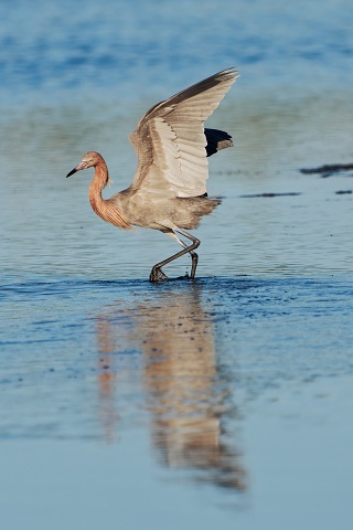 20260108 7379.Reddish Egret