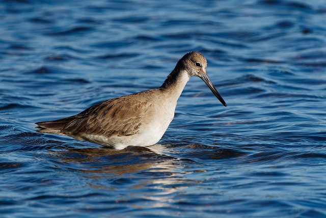 20260108 7509.Willet