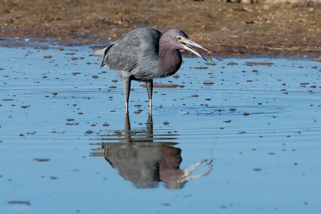 20260108 7687.Litte Blue Heron