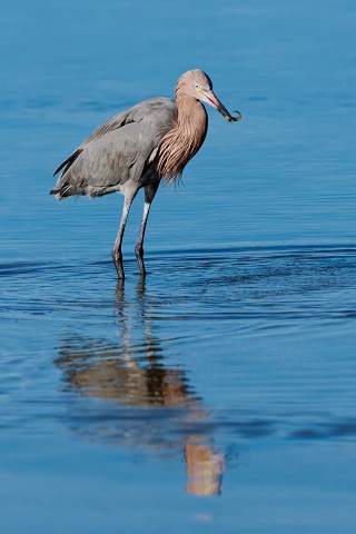 20260108 7760.Reddish Egret