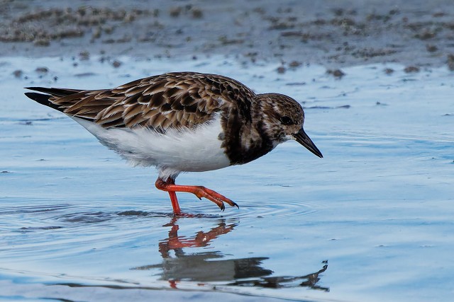 20260108 8132.Ruddy Turnstone