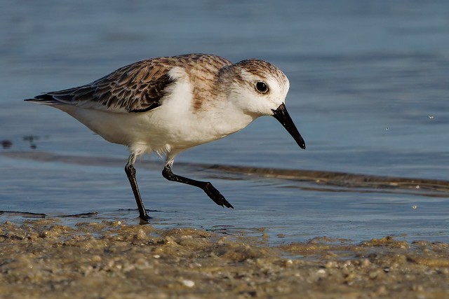 20260108 8180.Sanderling