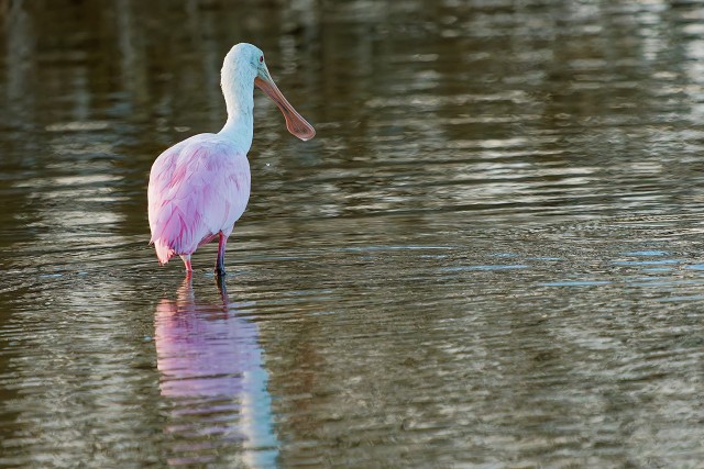 20260109 8255.Roseatte Spoonbill