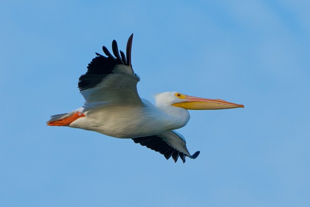 20260109 8336.White Pelican