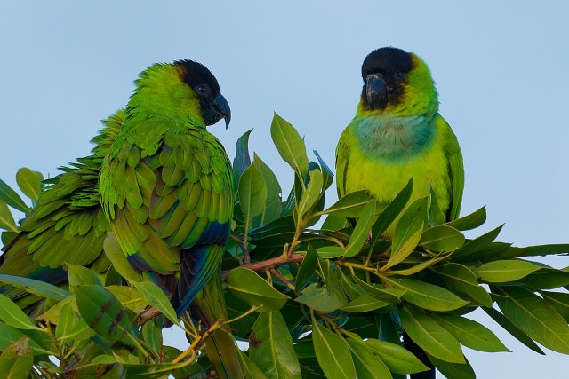 20260109 8399.Nanday Parakeet