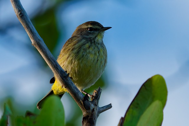 20260109 8630.Palm Warbler
