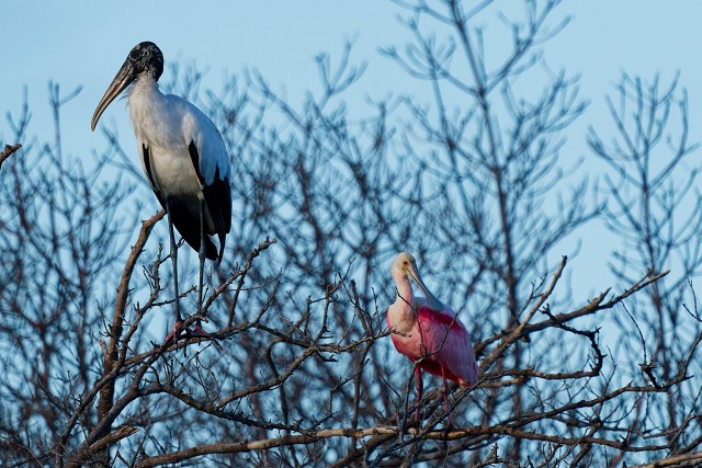20260109 8664.Wood Stork+Roseatte Spoonbill