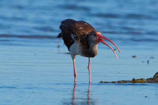 20260109 8691.White Ibis.juv