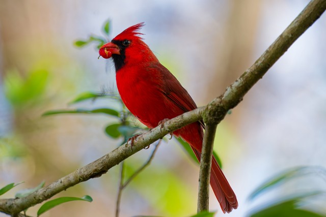 20260110 9121.Northern Cardinal