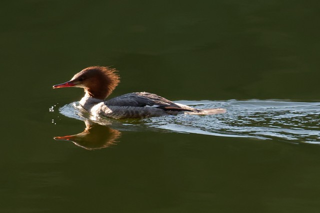 Goosander.f.6208a