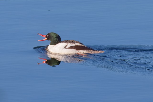 Goosander.m.6179