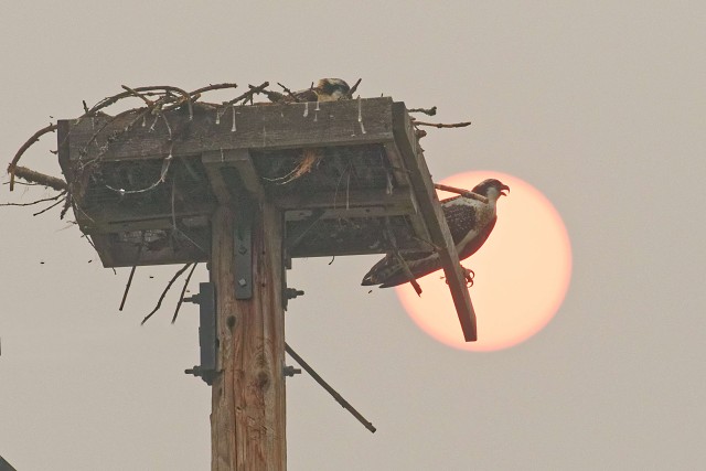 Osprey Sun Through Smoke.6821-2
